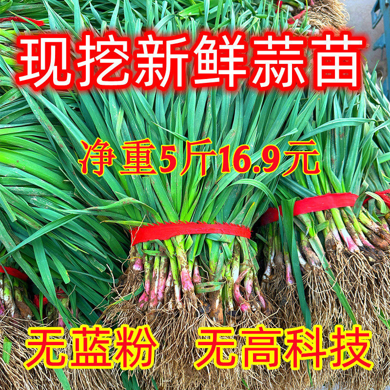 苏北蒜苗新鲜红皮大蒜苗新鲜蔬菜农家自种香蒜红根带泥紫皮大蒜苗