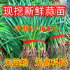 苏北蒜苗新鲜红皮大蒜苗新鲜蔬菜农家自种香蒜红根带泥紫皮大蒜苗