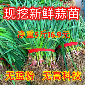 苏北蒜苗新鲜红皮大蒜苗新鲜蔬菜农家自种香蒜红根带泥紫皮大蒜苗