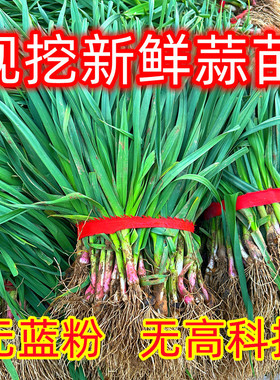 苏北蒜苗新鲜红皮大蒜苗新鲜蔬菜农家自种香蒜红根带泥紫皮大蒜苗