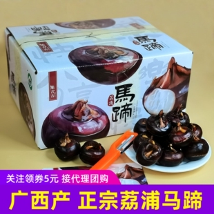 【顺丰】脆吉吉广西特产正宗荔浦马蹄现挖脆甜马蹄3斤5斤万丝如意