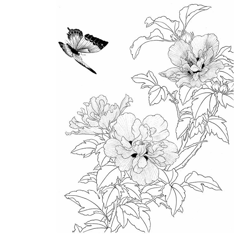 工笔画线描稿蝴蝶篇jpg格式电子版国画蝴蝶线稿上色练习打印格式