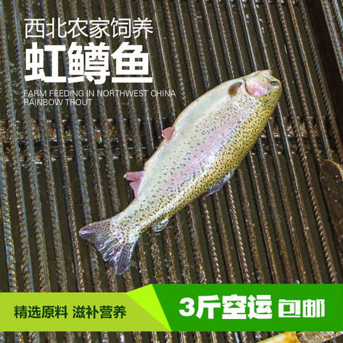 新鲜金鳟鱼虹鳟鱼5斤三文鱼刺身淡水鱼类红烧鱼清蒸鱼空运包邮
