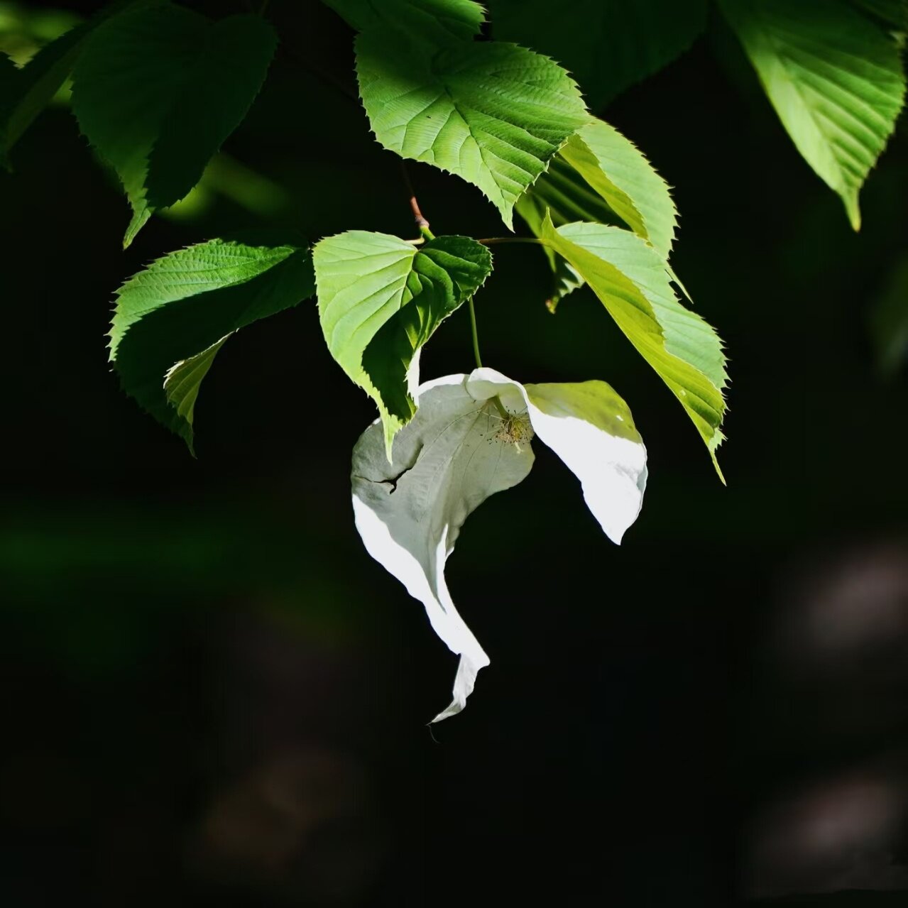 珙桐中华鸽子树小苗幼苗庭院别墅观景美化现挖现发稀奇古怪植物