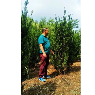 曼地亞紅豆杉原始母本樓頂客廳提神吸甲醛綠植盆栽室內外花卉