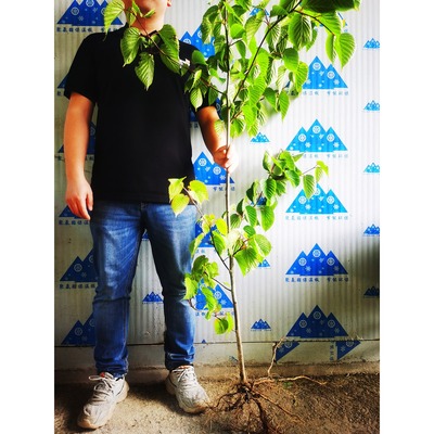 珙桐小苗中华鸽子造型风景大树净庭院水培绿植盆栽室内花卉基地直