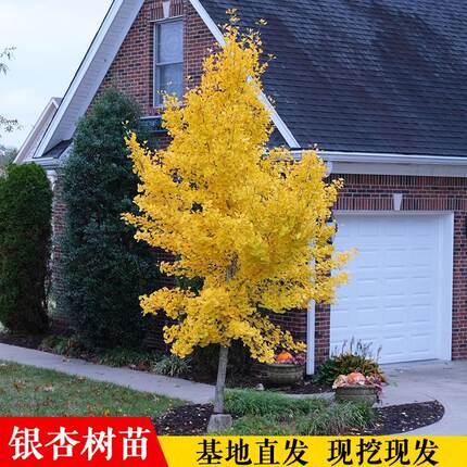 金叶银杏树苗别墅庭院风景树行道白果活苗大苗南北方种植大树苗木