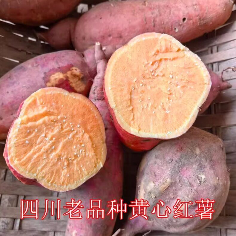 四川自贡老品种黄心红薯新鲜现挖