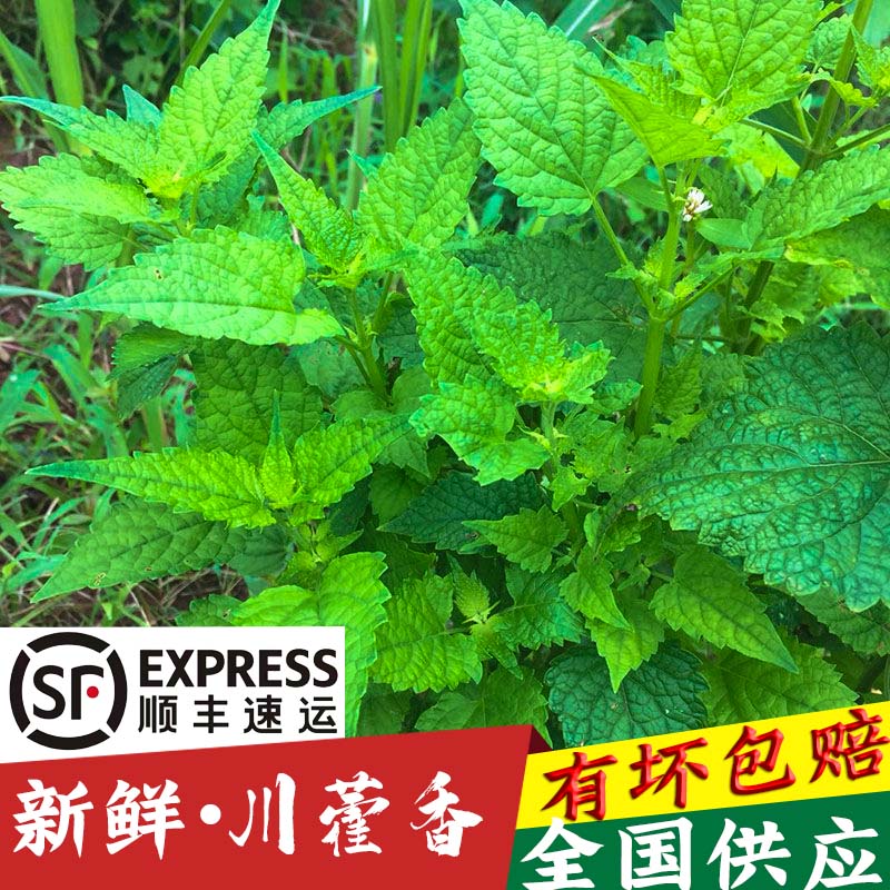 四川新鲜藿香叶鱼香叶现摘的叶子