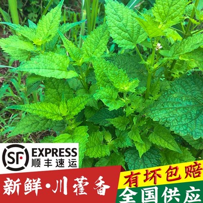 四川新鲜藿香叶鱼香叶现摘的叶子