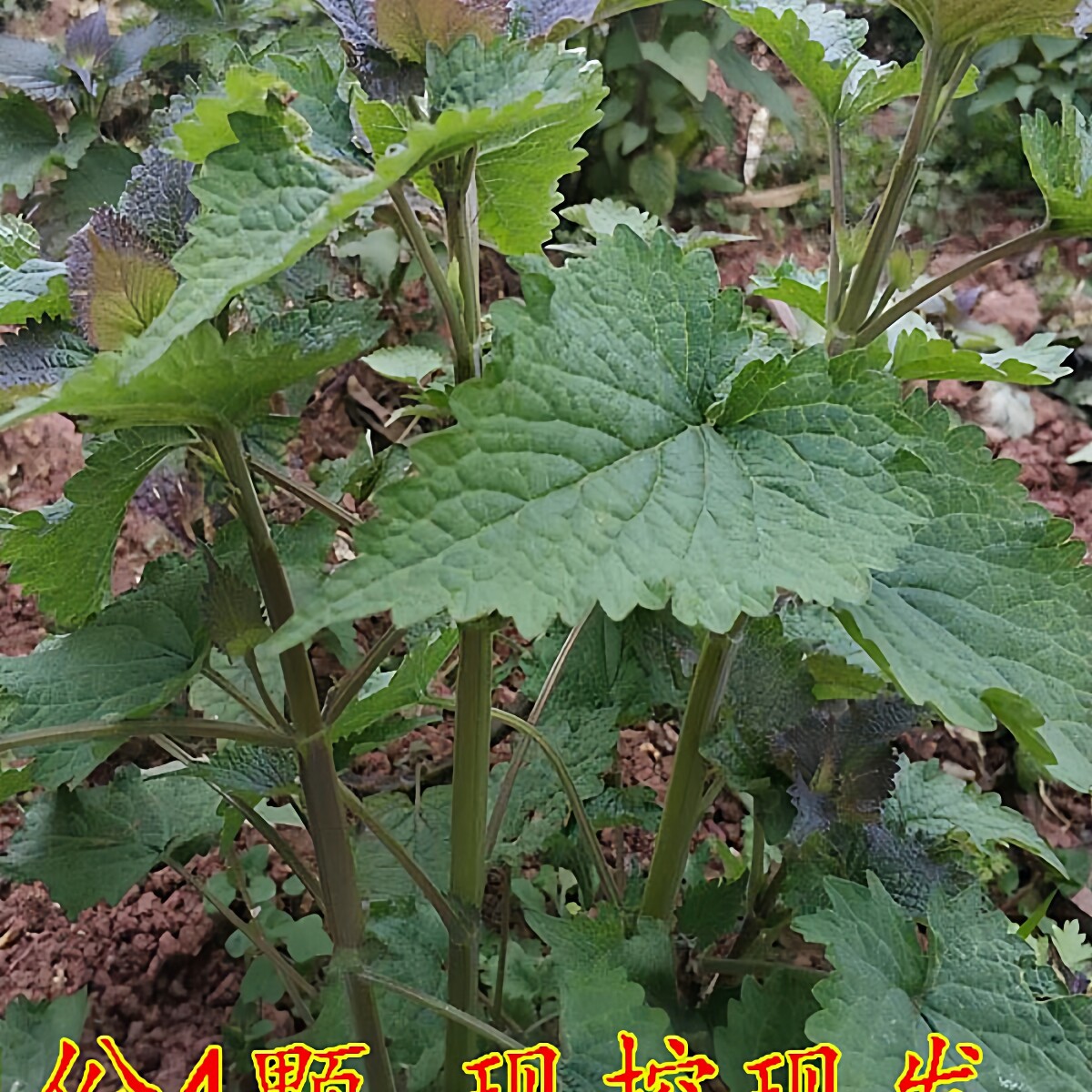 四川新鲜藿香苗4颗 春天刚刚长出的嫩苗现挖现发带土带盆花园绿植