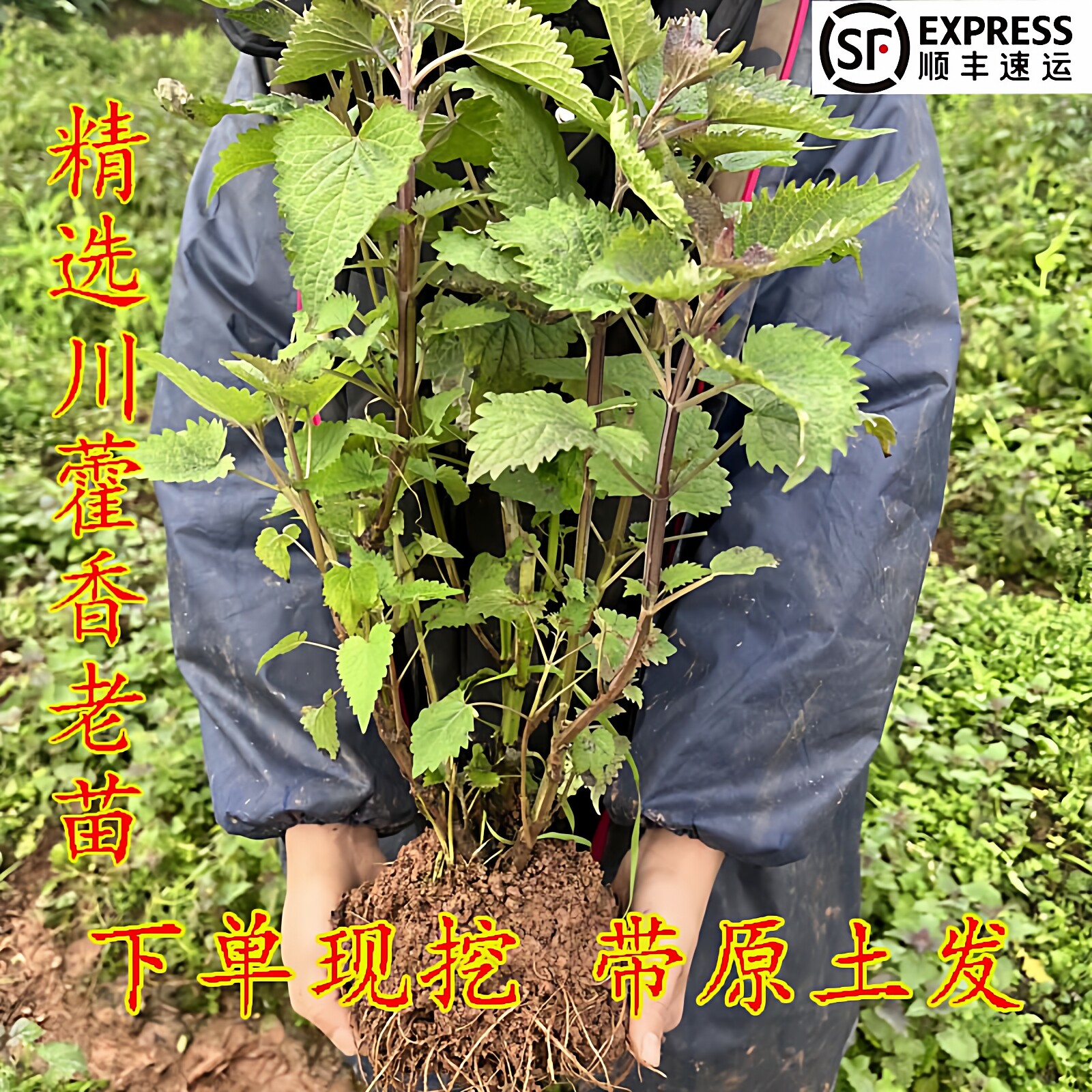 四川藿香苗鱼香苗中大苗 新苗易成活土霍香苗盆栽花园带泥土发货