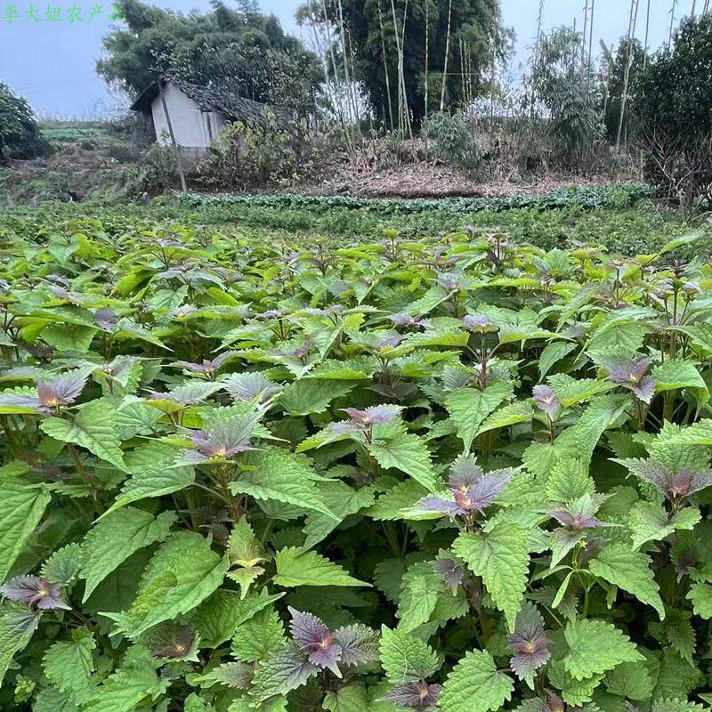 四川新鲜藿香叶鱼香叶 露天现摘豆花蘸料藿香菜苗 霍香叶子可泡茶
