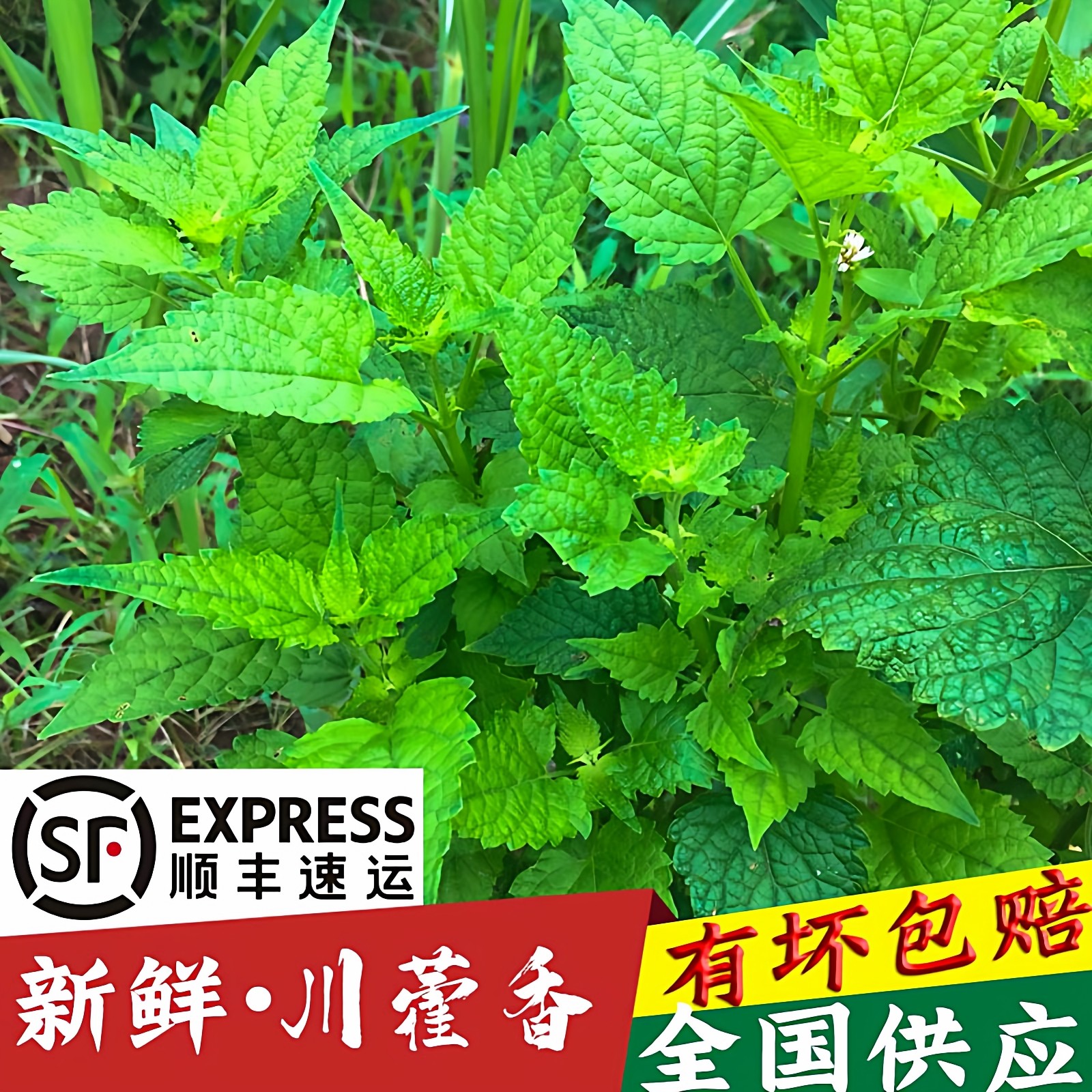 四川新鲜藿香叶鱼香叶 露天现摘鱼香菜藿香苗草 泡茶做菜霍香叶子