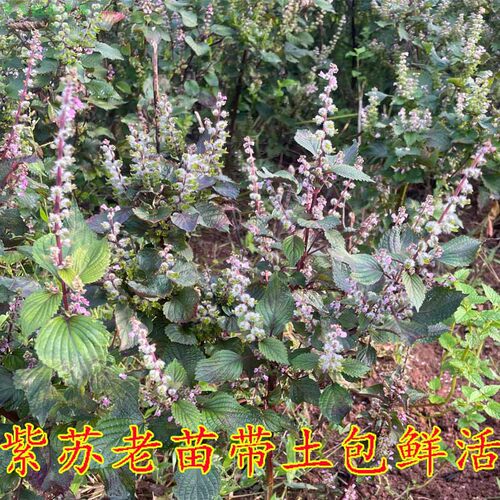 新鲜食用紫苏盆栽带土露天自种