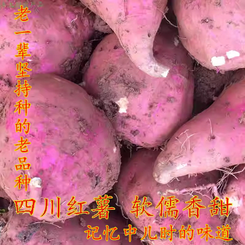 四川新鲜粉糯面白心红薯产地直销