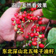 东北野生五味子新特级散装 干货长白山北五味子颗粒茶油籽泡酒500g