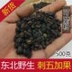 野生长白山天然刺五加籽特级果茶刺五加果子500g安神茶刺五加打粉