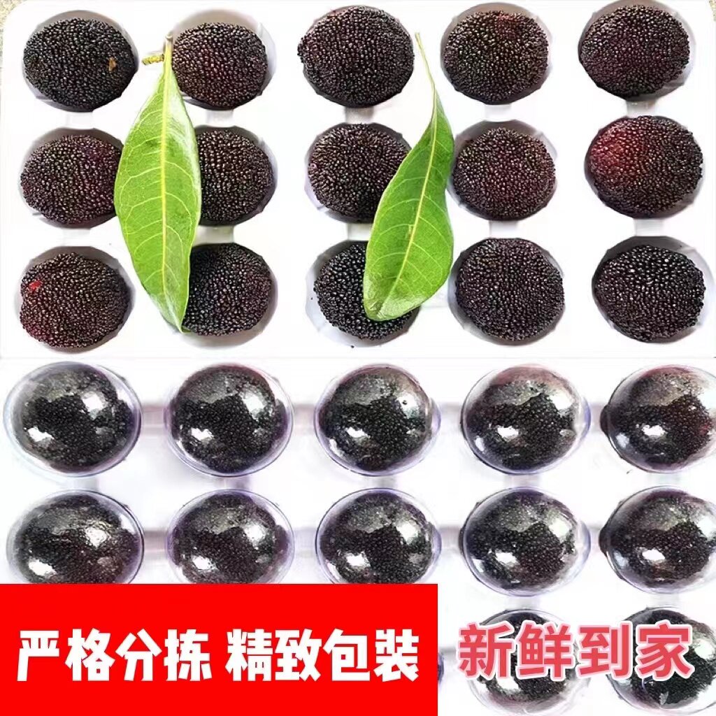 东魁杨梅仙居新鲜现摘孕妇水果