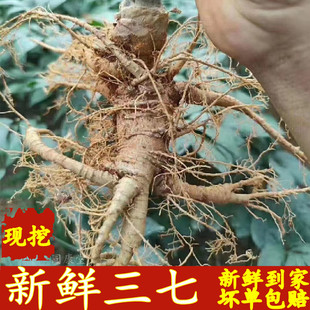 包邮 新鲜三七 现挖云南文山新鲜田七头潮湿生三七头根泡酒煲汤37