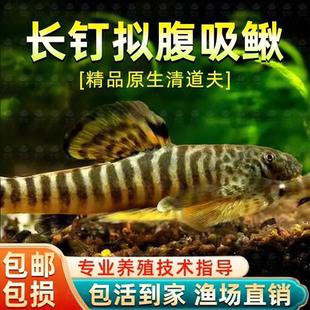 观赏鱼吸鳅冷水鱼长汀吸鳅原生水草缸清洁工具底层鱼除藻不加温