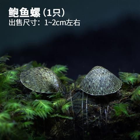 进口鲍鱼螺除藻螺黄金螺金刚螺观赏螺鱼缸清洁活体工具螺工具螺,宠物/宠物食品及用品,螺,淘宝优惠券,粉丝福利购,淘宝优惠卷