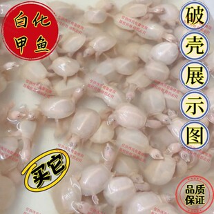 白化鳖红眼变异水鱼王八甲鱼鳖黄金甲鱼黄金鳖苗珍珠鳖