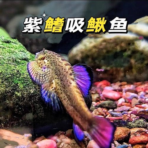 紫鳍吸鳅绿斑圆斑拟腹琵琶双吸盘冷水清道夫清洁工具鱼