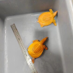 精品招财宠物眼睛黄金甲鱼黄化养殖红眼观赏深水龟鳖金色甲鱼便宜