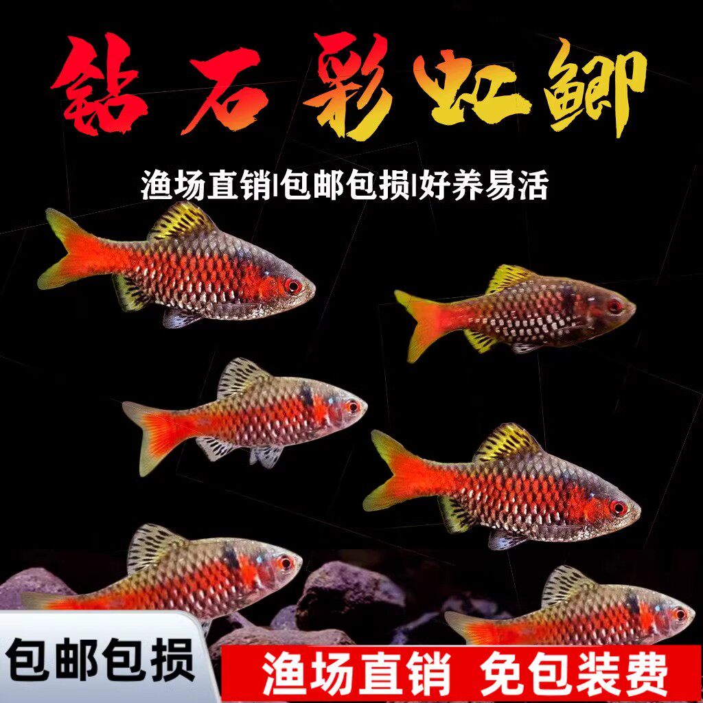 原生冷水淡水鱼鱼缸溪流耐活鱼钻石彩虹鲫小型淡水观赏鱼好养易活