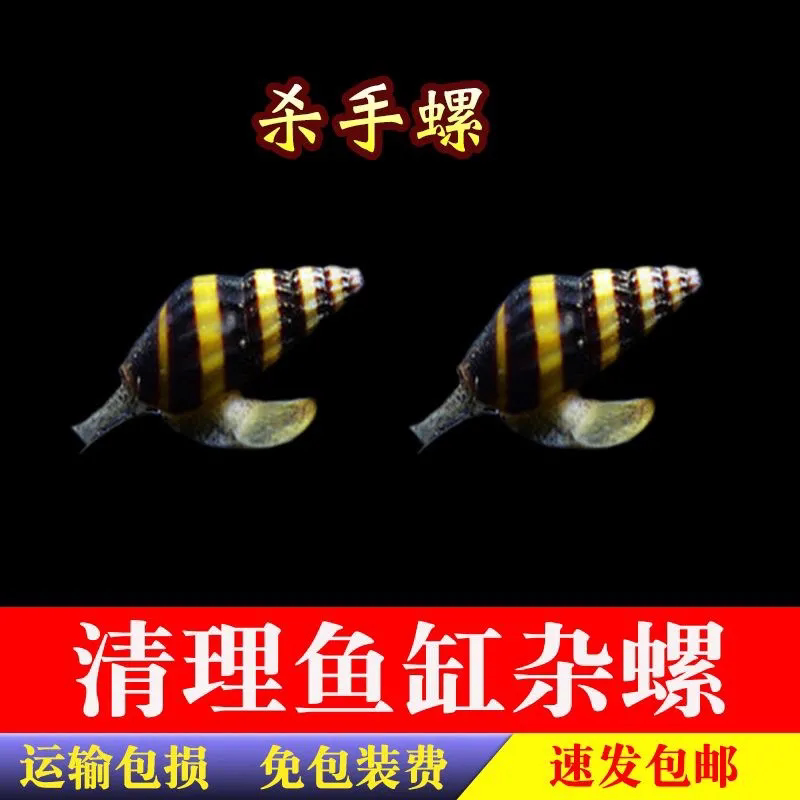 包邮蜜蜂大黃蜂螺杀手螺除杂螺蜗牛工具螺草缸活螺