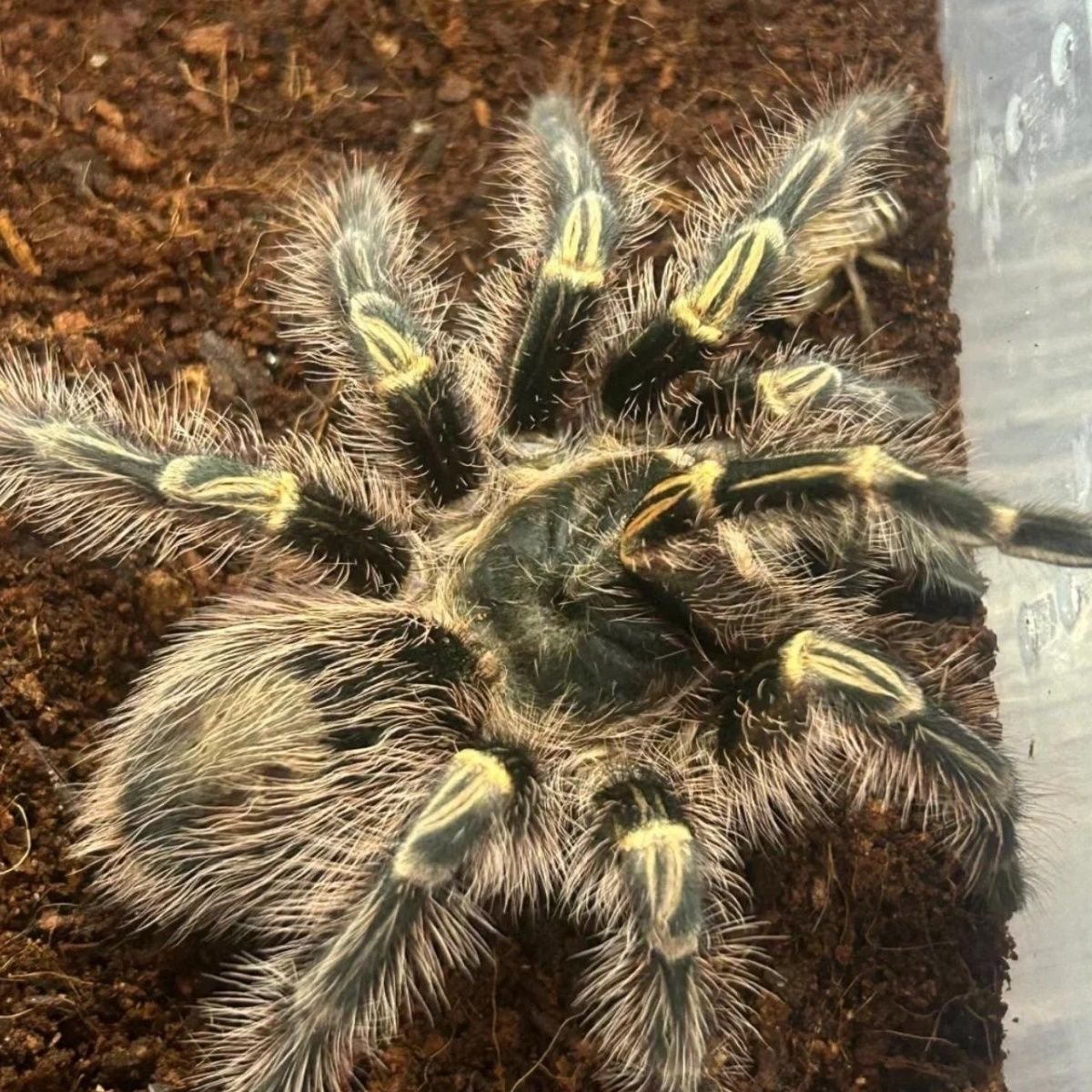 巴西巨人金直间蜘蛛网红可爱宠物好养活体温顺新手入门品种无毒,宠物/宠物食品及用品,特色爬宠/鸣虫,淘宝优惠券,粉丝福利购,淘宝优惠卷