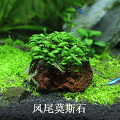 包邮 水族箱虾缸草缸定植火山石莫斯MOSS造景 凤尾苔垂泪大三角