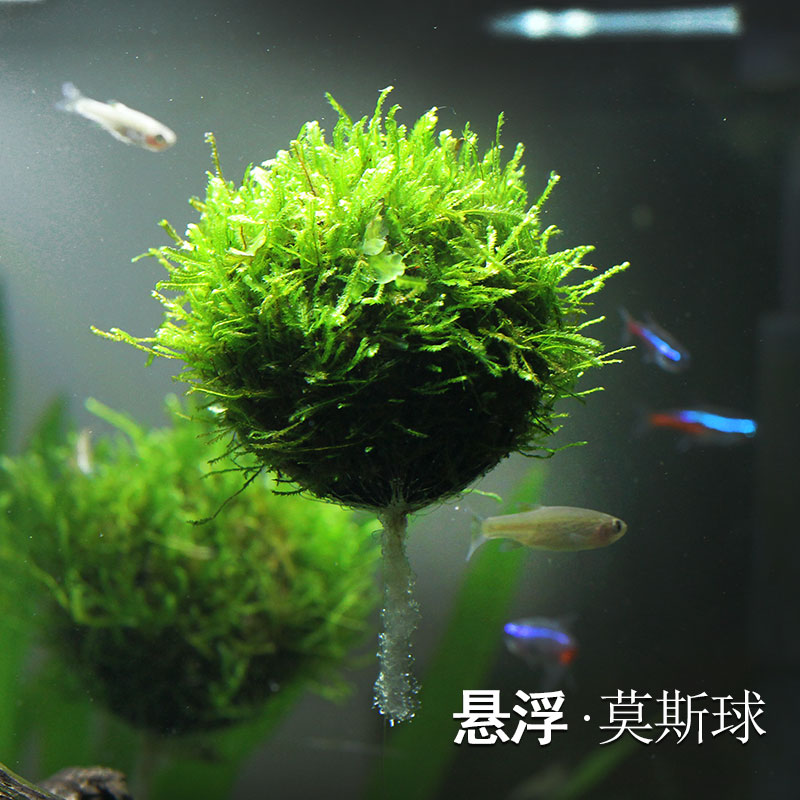 悬浮莫斯球鱼缸水晶玩耍观赏moss