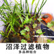 沼泽过滤养龟水草净化水质盆栽鱼缸水池塘水菖蒲水竹紫芋挺水植物