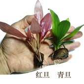 红旦青旦皇冠真水草植物活体鱼缸水族箱装 饰造景阴性净化水质懒人