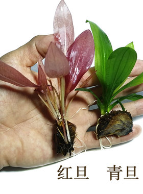 红旦青旦皇冠真水草植物活体鱼缸水族箱装饰造景阴性净化水质懒人