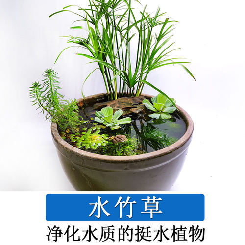 水竹草水生植物沼泽过滤挺水水草