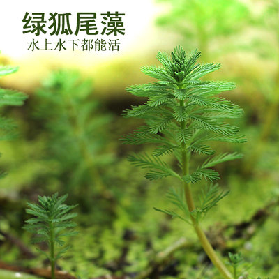 绿狐尾藻鱼缸净化水质水土培观赏