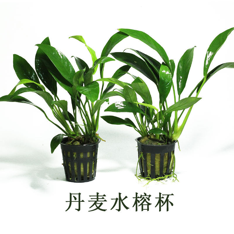 水草植物有茎类素材模板 水草植物有茎类图片下载 小麦优选