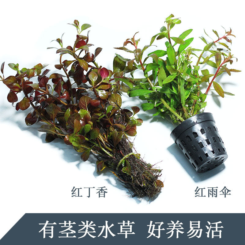 水草活体 淡水 植物入门级懒人造景有茎类净水四季鱼缸红宫廷水草