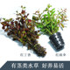 鱼缸红宫廷水草 植物入门级懒人造景有茎类净水四季 水草活体 淡水