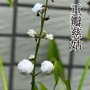 重瓣慈姑茨菇种球种苗沼泽过滤鱼缸生态缸古法造景水培挺水植物