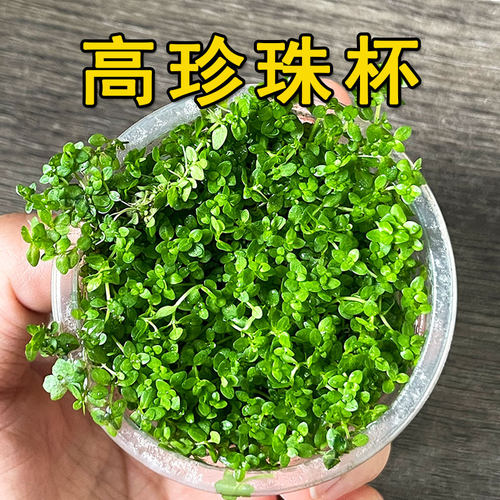 高珍珠水草果冻杯草缸鱼缸造景