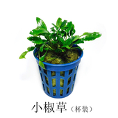 小椒草椒草类绿温蒂鱼缸造景装 饰水族箱活体中前景净化水质易活