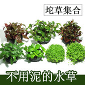 坨草无土定植免种鱼缸活体羽裂水蓑衣血心兰叉柱花爬地迷你矮珍珠