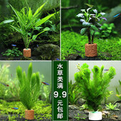 水族箱鱼缸装 饰活体水草绿菊金鱼藻蜈蚣草羽裂坨草水榕沉木造景