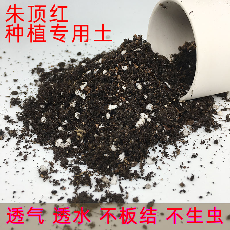 南非球根价格 南非球根图片 星期三