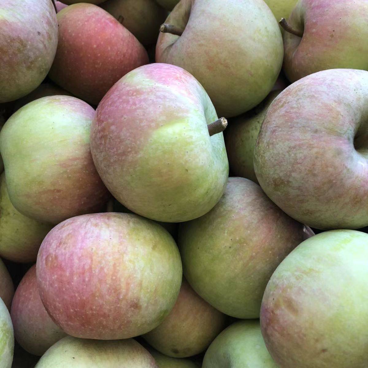 头茬抢正宗山东五莲小国光老树国光绿色新鲜水果青酸甜脆苹果5斤,水产肉类/新鲜蔬果/熟食,苹果,淘宝优惠券,粉丝福利购,淘宝优惠卷