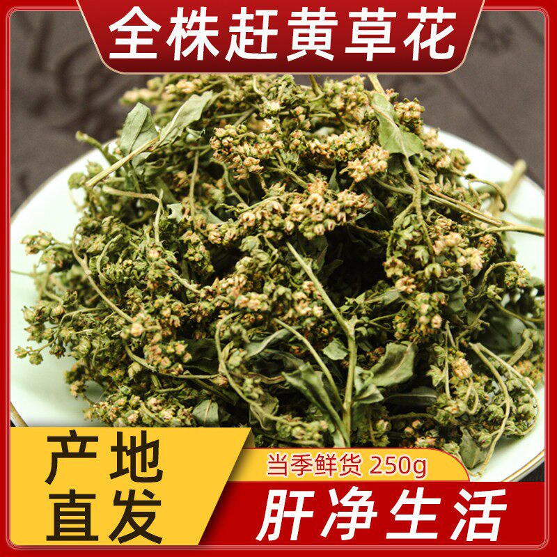 四川古蔺全株头茬赶黄草中药材赶黄草花全草野生花蕾转氨酶益肝茶